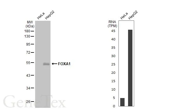 Various whole cell extracts (30 μg) were separated by 10% SDS-PAGE, and the membrane was blotted with FOXA1 antibody (GTX100308) diluted at 1:1000. The HRP-conjugated anti-rabbit IgG antibody (GTX213110-01) was used to detect the primary antibody, and the signal was developed with Trident ECL plus-Enhanced. Corresponding RNA expression data for the same cell lines are based on Human Protein Atlas program.
