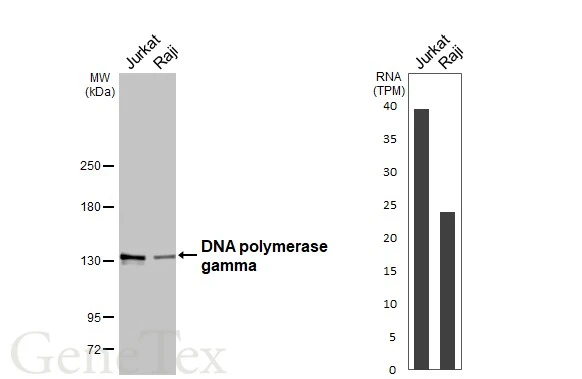 Various whole cell extracts (30 μg) were separated by 5% SDS-PAGE, and the membrane was blotted with DNA polymerase gamma antibody (GTX100398) diluted at 1:1000. The HRP-conjugated anti-rabbit IgG antibody (GTX213110-01) was used to detect the primary antibody. Corresponding RNA expression data are based on Human Protein Atlas program.