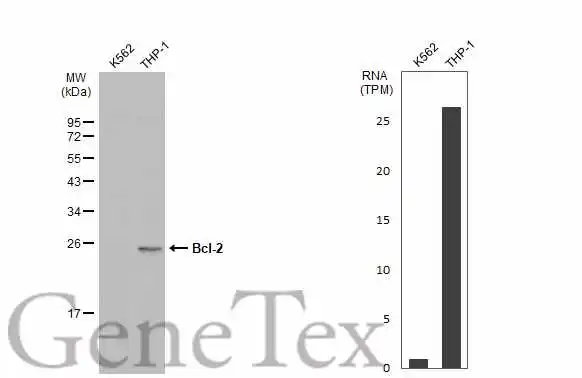 Various whole cell extracts (30 μg) were separated by 12% SDS-PAGE, and the membrane was blotted with Bcl-2 antibody (GTX100440) diluted at 1:500. The HRP-conjugated anti-rabbit IgG antibody (GTX213110-01) was used to detect the primary antibody, and the signal was developed with Trident ECL plus-Enhanced. Corresponding RNA expression data for the same cell lines are based on Human Protein Atlas program.
