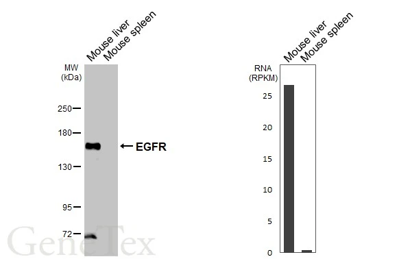 Various tissue extracts (50 μg) were separated by 5% SDS-PAGE, and the membrane was blotted with EGFR antibody [C2C3], C-term (GTX100448) diluted at 1:1000. The HRP-conjugated anti-rabbit IgG antibody (GTX213110-01) was used to detect the primary antibody. Corresponding RNA expression data are based on NCBI database.