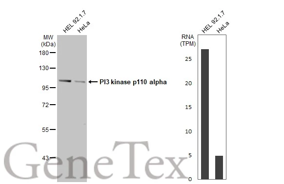 Various whole cell extracts (30 μg) were separated by 7.5% SDS-PAGE, and the membrane was blotted with PI3 kinase p110 alpha antibody (GTX100462) diluted at 1:1000. The HRP-conjugated anti-rabbit IgG antibody (GTX213110-01) was used to detect the primary antibody. Corresponding RNA expression data for the same cell lines are based on Human Protein Atlas program.