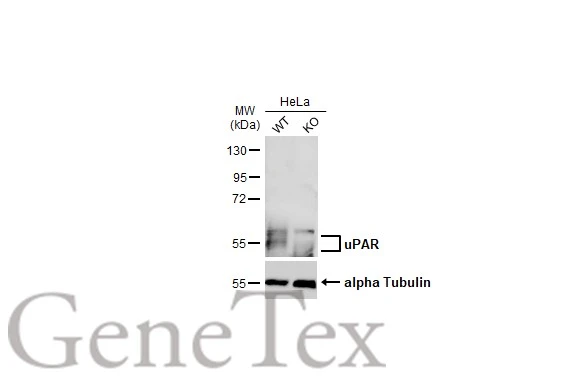Wild-type (WT) and uPAR knockout (KO) HeLa cell extracts (30 μg) were separated by 10% SDS-PAGE, and the membrane was blotted with uPAR antibody (GTX100467) diluted at 1:500. The HRP-conjugated anti-rabbit IgG antibody (GTX213110-01) was used to detect the primary antibody.
