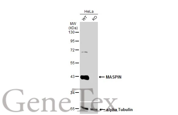 Wild-type (WT) and MASPIN knockout (KO) HeLa cell extracts (30 μg) were separated by 10% SDS-PAGE, and the membrane was blotted with MASPIN antibody (GTX100471) diluted at 1:500. The HRP-conjugated anti-rabbit IgG antibody (GTX213110-01) was used to detect the primary antibody.