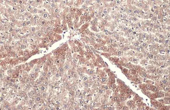 ABAT antibody detects ABAT protein at mitochondria by immunohistochemical analysis. Sample: Paraffin-embedded mouse liver. ABAT stained by ABAT antibody (GTX100479) diluted at 1:500. Antigen Retrieval: Citrate buffer, pH 6.0, 15 min