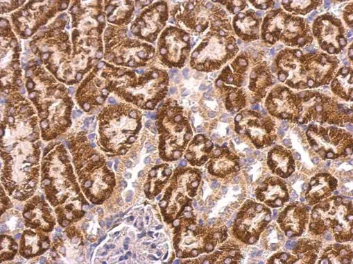 ABAT antibody detects ABAT protein at mitochondria on mouse kidney by immunohistochemical analysis. Sample: Paraffin-embedded mouse kidney. ABAT antibody (GTX100479) dilution: 1:500. 
 Antigen Retrieval: Trilogy? (EDTA based, pH 8.0) buffer, 15min