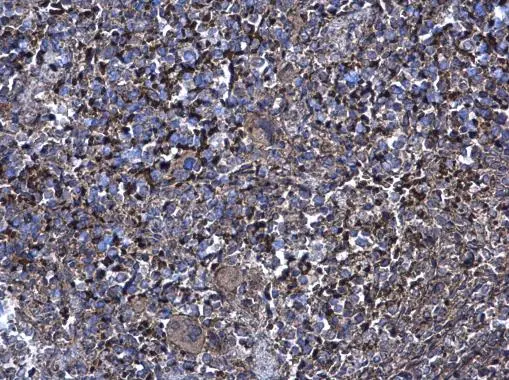 XIAP antibody [C1C3] detects XIAP protein at cytoplasm on mouse spleen by immunohistochemical analysis. Sample: Paraffin-embedded mouse spleen. XIAP antibody [C1C3] (GTX100496) diluted at 1:500. 
 Antigen Retrieval: Trilogy? (EDTA based, pH 8.0) buffer, 15min