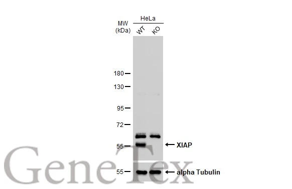 Wild-type (WT) and XIAP knockout (KO) HeLa cell extracts (30 μg) were separated by 7.5% SDS-PAGE, and the membrane was blotted with XIAP antibody [C1C3] (GTX100496) diluted at 1:500. The HRP-conjugated anti-rabbit IgG antibody (GTX213110-01) was used to detect the primary antibody.