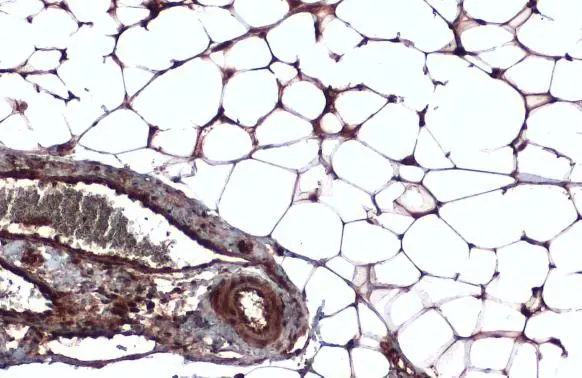 CD105 antibody [N3C3] detects CD105 protein at cell membrane and cytoplasm by immunohistochemical analysis. Sample: Paraffin-embedded mouse white adipocyte. CD105 stained by CD105 antibody [N3C3] (GTX100508) diluted at 1:500. Antigen Retrieval: Citrate buffer, pH 6.0, 15 min