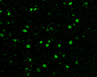 GTX100513 IHC-P Image