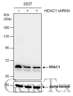 HDAC1 antibody immunoprecipitates HDAC1 protein-DNA in ChIP experiments.ChIP.