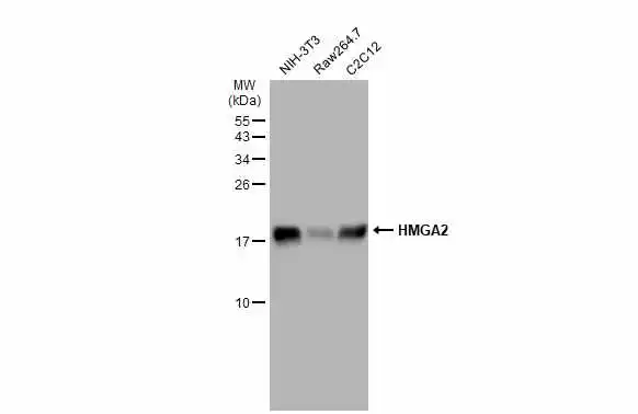 Various whole cell extracts (30 μg) were separated by 15% SDS-PAGE, and the membrane was blotted with HMGA2 antibody - ChIP grade (GTX100519) diluted at 1:1000. The HRP-conjugated anti-rabbit IgG antibody (GTX213110-01) was used to detect the primary antibody.