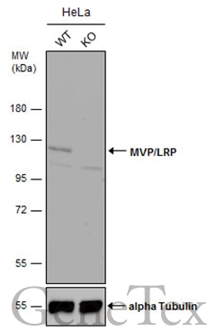 Wild-type (WT) and MVP/LRP knockout (KO) HeLa cell extracts (30 μg) were separated by 7.5% SDS-PAGE, and the membrane was blotted with MVP/LRP antibody [C2C3], C-term (GTX100536) diluted at 1:500. The HRP-conjugated anti-rabbit IgG antibody (GTX213110-01) was used to detect the primary antibody.
