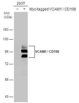 VCAM1 / CD106 antibody
