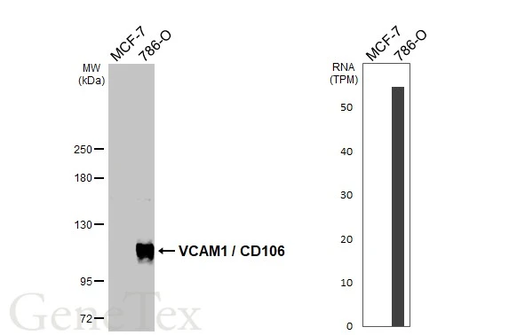 Various whole cell extracts (30 μg) were separated by 5% SDS-PAGE, and the membrane was blotted with VCAM1 / CD106 antibody (GTX100562) diluted at 1:1000. The HRP-conjugated anti-rabbit IgG antibody (GTX213110-01) was used to detect the primary antibody, and the signal was developed with Trident femto Western HRP Substrate. Corresponding RNA expression data are based on Human Protein Atlas program.