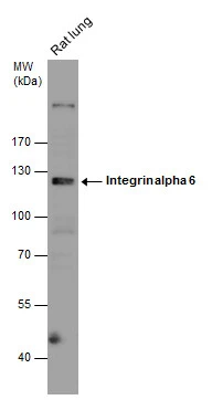 Rat tissue extract (50 μg) was separated by 7.5% SDS-PAGE, and the membrane was blotted with Integrin alpha 6 antibody [N3C2], Internal (GTX100565) diluted at 1:2000. The HRP-conjugated anti-rabbit IgG antibody (GTX213110-01) was used to detect the primary antibody.