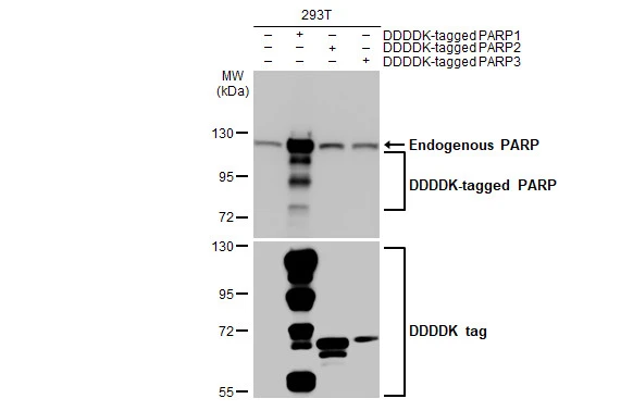 Non-transfected (–) and transfected (+) 293T whole cell extracts (30 μg) were separated by 7.5% SDS-PAGE, and the membrane was blotted with PARP antibody (GTX100573) diluted at 1:50000. The HRP-conjugated anti-rabbit IgG antibody (GTX213110-01) was used to detect the primary antibody.