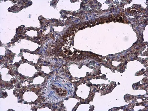 AGR3 antibody detects AGR3 protein at cytoplasm in rat lung by immunohistochemical analysis. Sample: Paraffin-embedded rat lung. AGR3 antibody (GTX100582) diluted at 1:500. 
 Antigen Retrieval: Citrate buffer, pH 6.0, 15 min