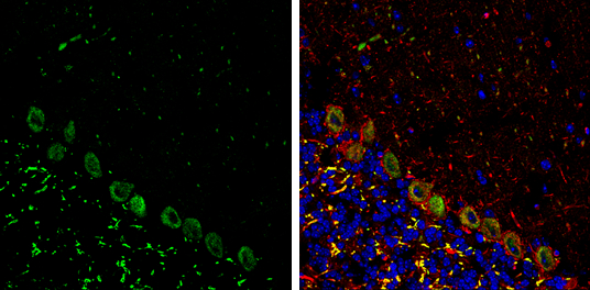 p130Cas antibody [N2C2], Internal detects p130Cas protein expression by immunohistochemical analysis. Sample: Frozen-sectioned adult mouse cerebellum. Green: p130Cas protein stained by p130Cas antibody [N2C2], Internal (GTX100605) diluted at 1:250. Red: NF-H, stained by NF-H antibody [GT114] (GTX634289) diluted at 1:500. Blue: Fluoroshield with DAPI (GTX30920). 
 Antigen Retrieval: Citrate buffer, pH 6.0, 10 min