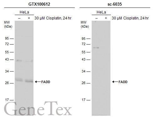 Untreated (–) and treated (+) HeLa whole cell extracts (30 μg) were separated by 12% SDS-PAGE, and the membranes were blotted with FADD antibody [N1C3] (GTX100612) diluted at 1:500 and competitor's antibody (sc-6035) diluted at 1:100. The HRP-conjugated anti-rabbit IgG antibody (GTX213110-01) was used to detect the primary antibody.