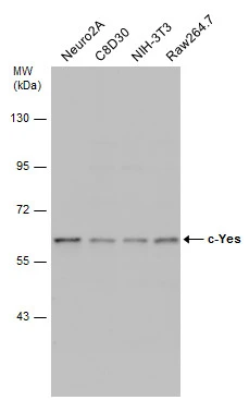 Various whole cell extracts (30 μg) were separated by 7.5% SDS-PAGE, and the membrane was blotted with c-Yes antibody (GTX100616) diluted at 1:500.