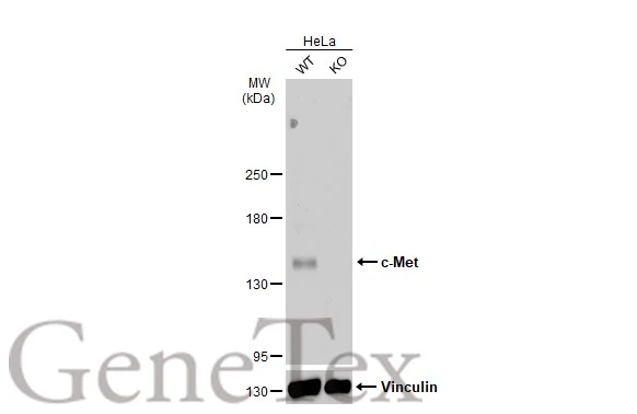 Wild-type (WT) and c-Met knockout (KO) HeLa cell extracts (30 μg) were separated by 5% SDS-PAGE, and the membrane was blotted with c-Met antibody [C3], C-term (GTX100637) diluted at 1:500. The HRP-conjugated anti-rabbit IgG antibody (GTX213110-01) was used to detect the primary antibody.