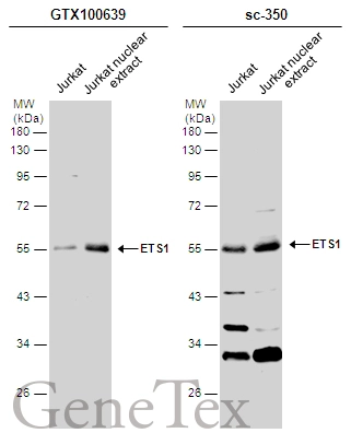 Jurkat whole cell and nuclear extracts (30 μg) were separated by 10% SDS-PAGE, and the membranes were blotted with ETS1 antibody [N3C1], Internal (GTX100639) diluted at 1:500 and competitor's antibody (sc-350) diluted at 1:500. The HRP-conjugated anti-rabbit IgG antibody (GTX213110-01) was used to detect the primary antibody.