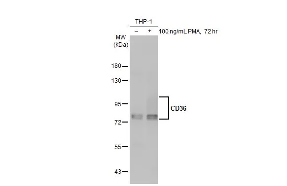 Anti-CD36 antibody [C1C3] (GTX100642) | GeneTex