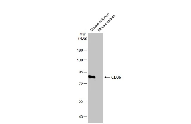 ｃｄ3 A novel C2 domain binding CD33xCD3 bispecific antibody with