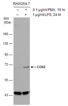 Untreated (–) and treated (+) RAW264.7 whole cell extracts (30 μg) were separated by 7.5% SDS-PAGE, and the membrane was blotted with COX2 antibody [C3], C-term (GTX100656) diluted at 1:1000. The HRP-conjugated anti-rabbit IgG antibody (GTX213110-01) was used to detect the primary antibody.