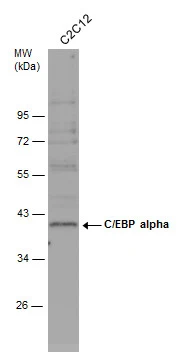 Whole cell extract (30 μg) was separated by 10% SDS-PAGE, and the membrane was blotted with C/EBP alpha antibody [N1], N-term (GTX100674) diluted at 1:500. The HRP-conjugated anti-rabbit IgG antibody (GTX213110-01) was used to detect the primary antibody.
