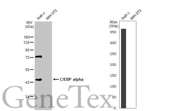 Various whole cell extracts (30 μg) were separated by 10% SDS-PAGE, and the membrane was blotted with C/EBP alpha antibody [N1], N-term (GTX100674) diluted at 1:1000. The HRP-conjugated anti-rabbit IgG antibody (GTX213110-01) was used to detect the primary antibody. Corresponding RNA expression data for the same cell lines are based on Human Protein Atlas program.