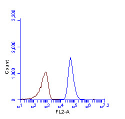 SQSTM1 antibody [N3C1],Internal (GTX100685) detects SQSTM1 protein by flow cytometry analysis.