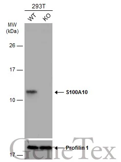 Wild-type (WT) and S100A10 knockout (KO) 293T cell extracts (30 μg) were separated by 15% SDS-PAGE, and the membrane was blotted with S100A10 antibody (GTX100697) diluted at 1:1000. The HRP-conjugated anti-rabbit IgG antibody (GTX213110-01) was used to detect the primary antibody, and the signal was developed with Trident ECL plus-Enhanced.