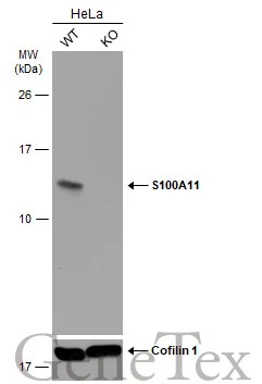 Wild-type (WT) and S100A11 knockout (KO) HeLa cell extracts (30 μg) were separated by 15% SDS-PAGE, and the membrane was blotted with S100A11 antibody (GTX100698) diluted at 1:500. The HRP-conjugated anti-rabbit IgG antibody (GTX213110-01) was used to detect the primary antibody.