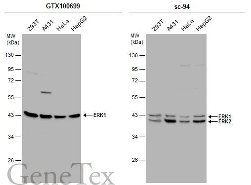 Various whole cell extracts (30 μg) were separated by 10% SDS-PAGE, and the membranes were blotted with ERK1 antibody [N1], N-term (GTX100699) diluted at 1:1000 and competitor's antibody (sc-94) diluted at 1:2000. The HRP-conjugated anti-rabbit IgG antibody (GTX213110-01) was used to detect the primary antibody. *The competitor is not affiliated with GeneTex and does not endorse this product.