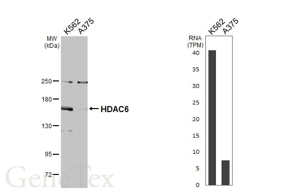 Various whole cell extracts (30 μg) were separated by 5% SDS-PAGE, and the membrane was blotted with HDAC6 antibody [N1], N-term (GTX100722) diluted at 1:1000. The HRP-conjugated anti-rabbit IgG antibody (GTX213110-01) was used to detect the primary antibody. Corresponding RNA expression data for the same cell lines are based on Human Protein Atlas program.