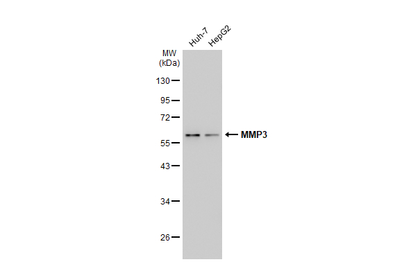 Various whole cell extracts (30 μg) were separated by 10% SDS-PAGE, and the membrane was blotted with MMP3 antibody [N3C1], Internal (GTX100723) diluted at 1:1000. The HRP-conjugated anti-rabbit IgG antibody (GTX213110-01) was used to detect the primary antibody, and the signal was developed with Trident ECL plus-Enhanced.