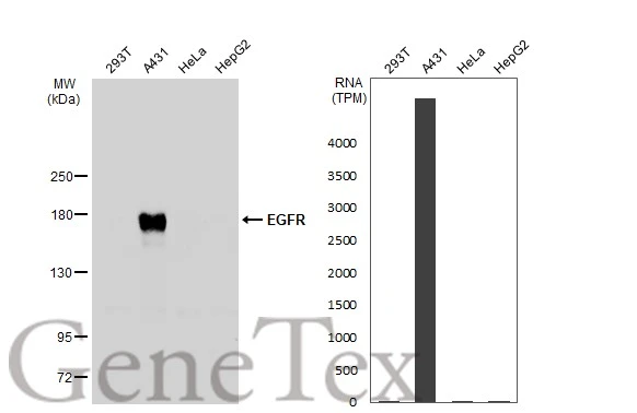 EGFR antibody [N1], N-term