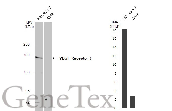 Various whole cell extracts (30 μg) were separated by 5% SDS-PAGE, and the membrane was blotted with VEGF Receptor 3 antibody (GTX100807) diluted at 1:1000. The HRP-conjugated anti-rabbit IgG antibody (GTX213110-01) was used to detect the primary antibody. Corresponding RNA expression data for the same cell lines are based on Human Protein Atlas program.