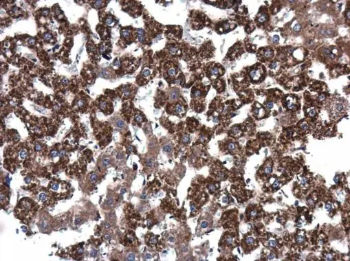 EPO antibody detects EPO protein at cytoplasm in rat liver by immunohistochemical analysis. Sample: Paraffin-embedded rat liver. EPO antibody (GTX100813) diluted at 1:400. 
 Antigen Retrieval: Citrate buffer, pH 6.0, 15 min