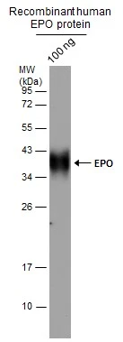 EPO antibody