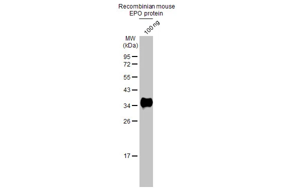 EPO antibody