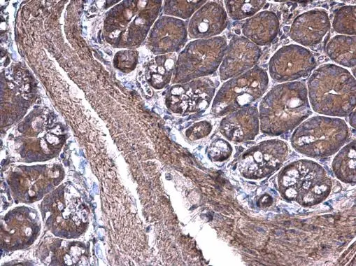 RPSA antibody [N1C3] detects RPSA protein at cytoplasm on mouse small intestine by immunohistochemical analysis. Sample: Paraffin-embedded mouse small intestine. RPSA antibody [N1C3] (GTX100831) diluted at 1:500. 
 Antigen Retrieval: Trilogy? (EDTA based, pH 8.0) buffer, 15min