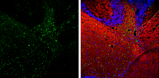 GFAP antibody detects GFAP protein expression by immunohistochemical analysis. Sample: Frozen-sectioned adult mouse cerebellum. Green: GFAP protein stained by GFAP antibody (GTX100850) diluted at 1:250. Red: beta Tubulin 3/ TUJ1, stained by beta Tubulin 3/ TUJ1 antibody [GT11710] (GTX631836) diluted at 1:500. Blue: Fluoroshield with DAPI (GTX30920).