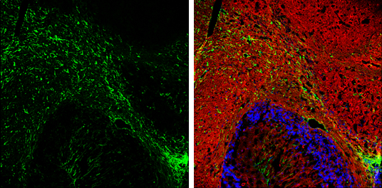GFAP antibody detects GFAP protein expression by immunohistochemical analysis. Sample: Frozen-sectioned adult mouse cerebellum. Green: GFAP protein stained by GFAP antibody (GTX100850) diluted at 1:250. Red: beta Tubulin 3/ TUJ1, stained by beta Tubulin 3/ TUJ1 antibody [GT11710] (GTX631836) diluted at 1:500. Blue: Fluoroshield with DAPI (GTX30920).