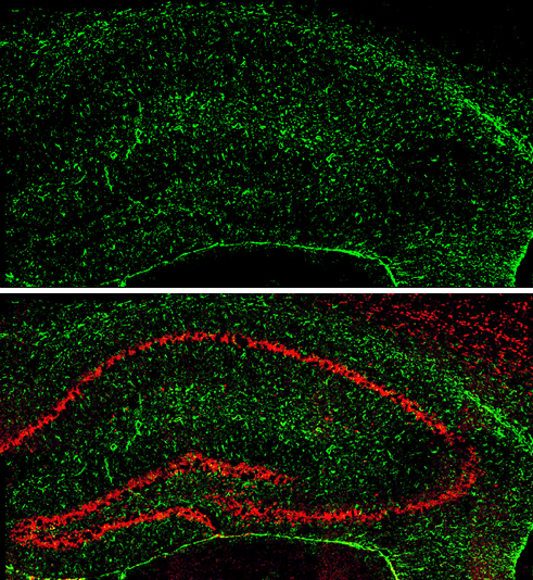 GFAP antibody detects GFAP protein expression by immunohistochemical analysis. Sample: Frozen-sectioned adult mouse hippocampus. Green: GFAP protein stained by GFAP antibody (GTX100850) diluted at 1:250. Red: NeuN, stained by NeuN antibody [2Q158] (GTX30773) diluted at 1:500.