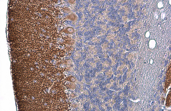 その他 jh 2019 PAUL MENARD “RICHMOND WATER HEATERS” #21 NASCAR MONSTER