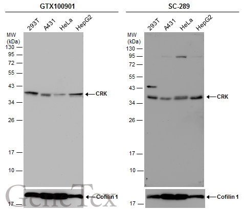 Various whole cell extracts (30 μg) were separated by 12% SDS-PAGE, and the membranes were blotted with CRK antibody [N2C3] (GTX100901) diluted at 1:1000 and competitor's antibody (SC-289) diluted by 1:200.