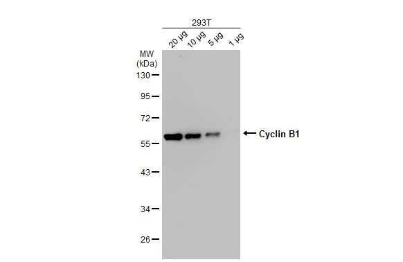 Anti-Cyclin B1 antibody (GTX100911) | GeneTex