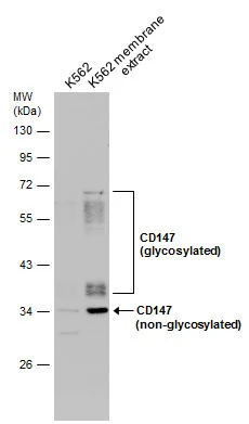 K562 whole cell and membrane extracts (30 μg) were separated by 10% SDS-PAGE, and the membrane was blotted with CD147 antibody [N2C3] (GTX100915) diluted at 1:500.